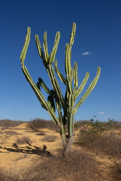 Cacto e vários arbustos na paisagem da caatinga em um dia de céu azul