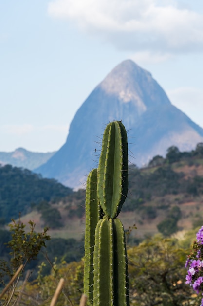 cacto e vegetação em primeiro plano com a bela vista das montanhas de Petrópolis