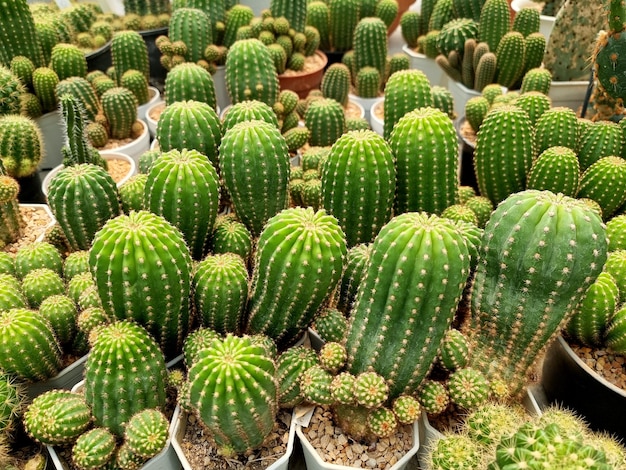 Cacto Echinopsis eyriesii no jardim