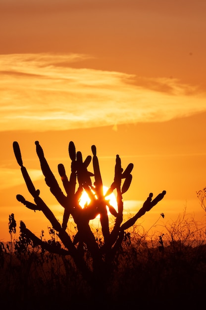 Cacto em silhueta ao pôr do sol. cenário típico da região nordeste do brasil.