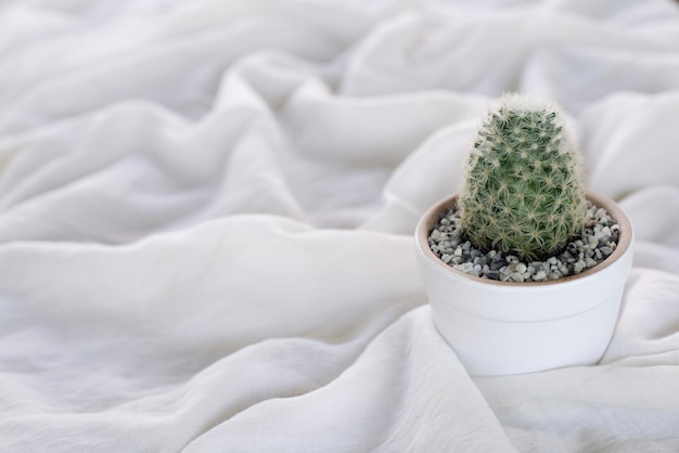 Cacto em vaso branco Colocado em pano branco Foco suave Conceito mínimo Espaço para cópia