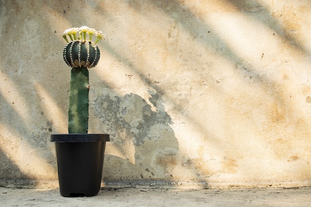 Foto cacto em vaso de planta de cimento parede cópia espaço fundo