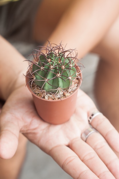 Foto cacto em vaso em mãos