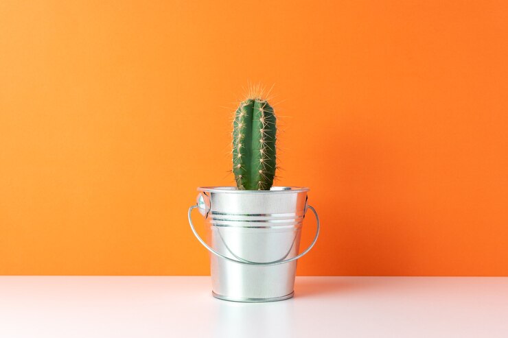 Foto cacto em vaso