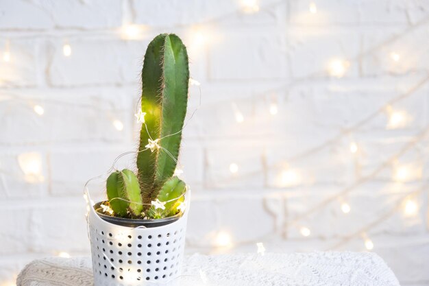 Cacto engraçado em forma de pênis masculino em luzes de fadas envolto em uma decoração quente de Natal e Ano Novo Não haverá feriado sem presentes Depilação íntima para homens Vasos de plantas para casa decoração da casa