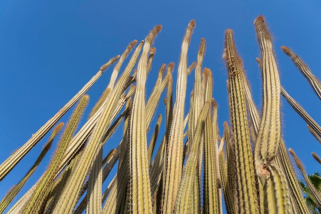 Cacto largo con espinas y fondo de cielo azul en Egipto