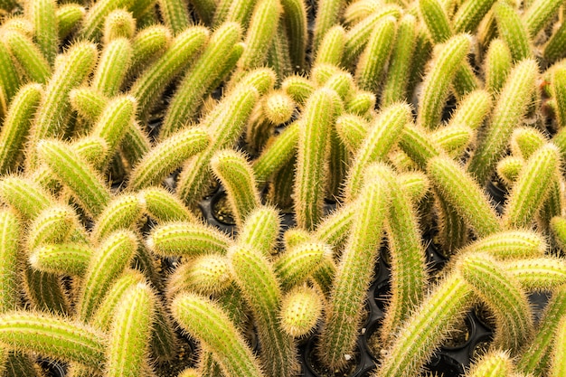 Cacto muitas variantes no pote para o plantio dispostas em linhas selecione e foco suave.