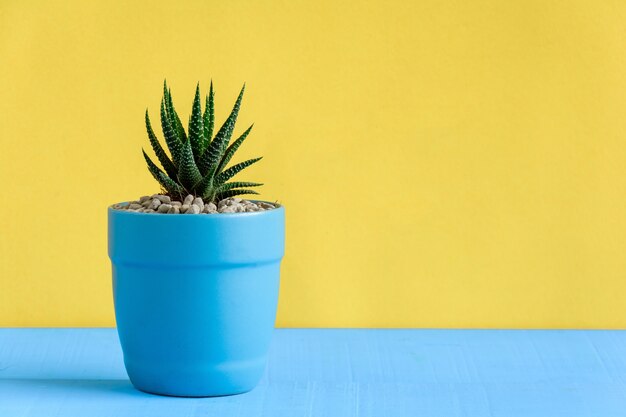 Cacto na mesa com fundo amarelo da parede