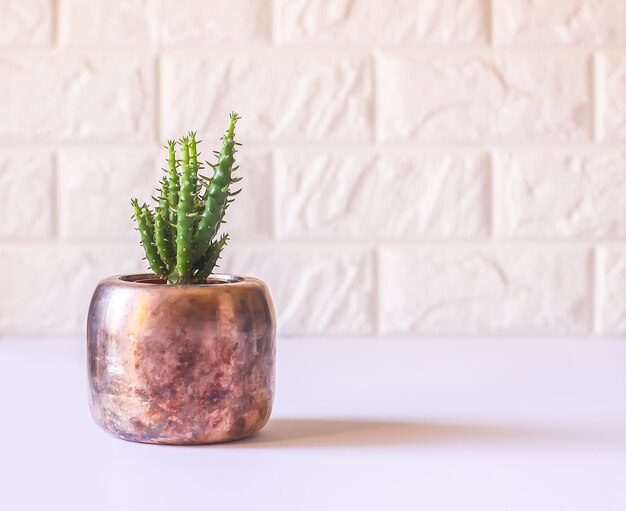 Cacto na panela de cobre. Planta suculenta decorativa no interior de um quarto moderno e minimalista.