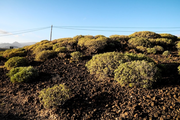 cacto no deserto