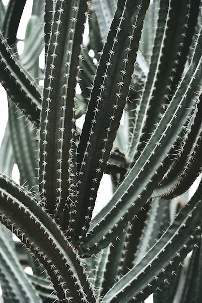 Cacto no Jardim Botânico Rainha Sirikit