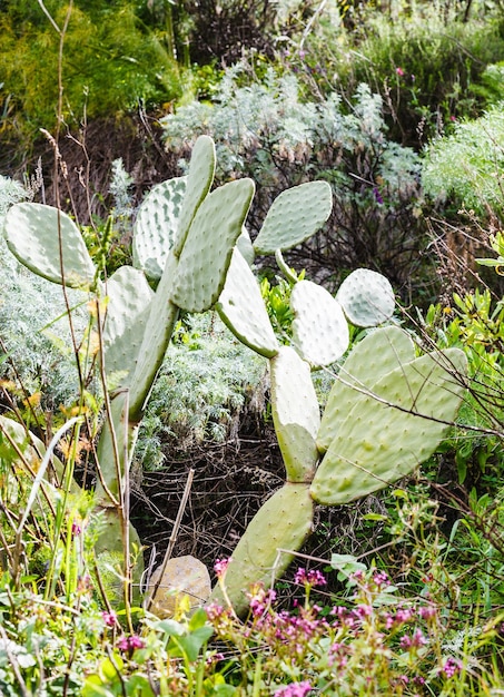 Cacto de Opuntia en el prado salvaje en Sicilia en primavera