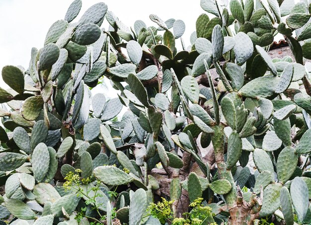 Cacto Opuntia en Sicilia en primavera