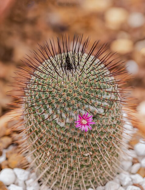 Cacto pequeno e plantas do deserto