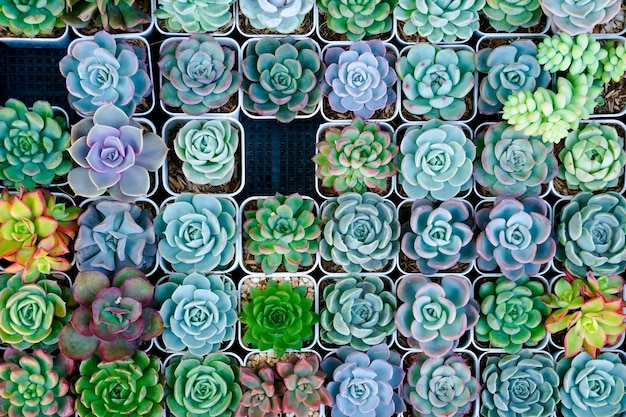 Cacto pequeno há muitas variedades em um pote Colocado em muitos potes pequenos vista superior