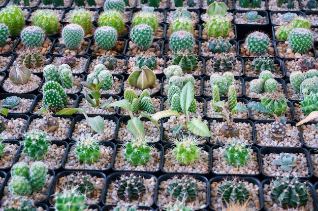 Cacto pequeno há muitas variedades em um pote Colocado em muitos potes pequenos