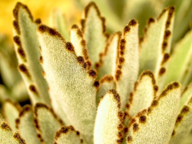 Cacto planta do deserto