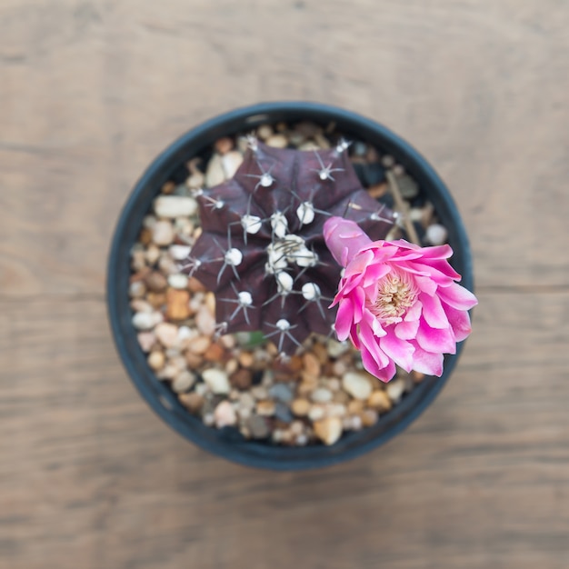 Cacto planta e floração rosa