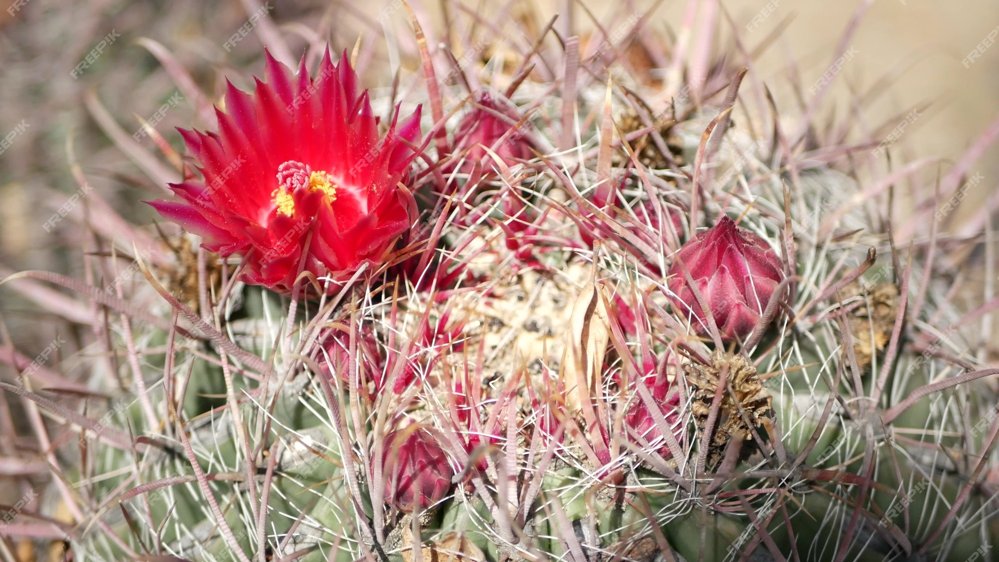 Cacto planta suculenta califórnia eua flora do deserto clima árido flor  natural botânico close-up fundo verde ornamental planta de casa incomum  jardinagem na américa cresce com babosa e agave | Foto Premium