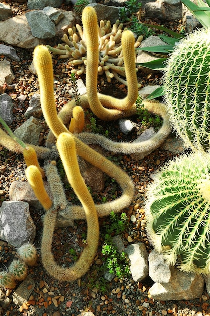 Cacto plantado no jardim botânico