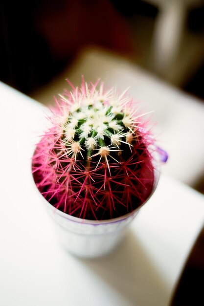 Cacto rosa no vaso brancona planta da casa de mesa