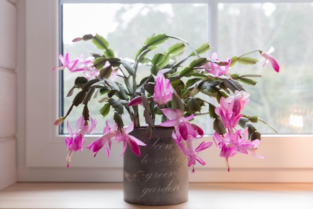 Cacto schlumbergera de natal rosa florescendo em uma panela no parapeito da janela epiphyllanthus epiphyllum zy