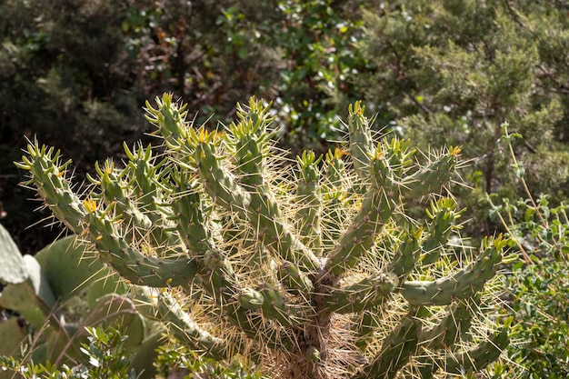 Cacto selvagem Cactaceae Opuntia cylindrica também chamado de cacto cilíndrico