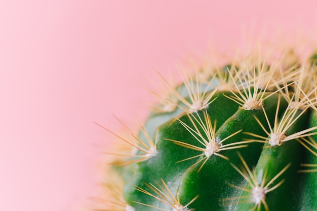 Cacto verde close-up em um fundo rosa. planta de decoração mínima na cor de fundo.