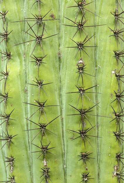 Cacto verde closeup