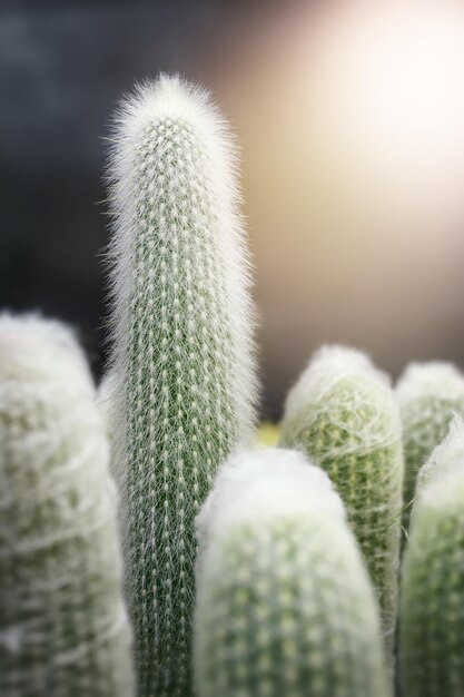 Cacto verde com espinhos afiados no jardim, cacto suculento no deserto de verão.