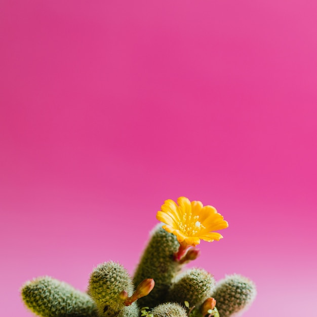 Foto cacto verde com planta de flor amarela na cor pastel rosa. humor e tom tropical na moda.