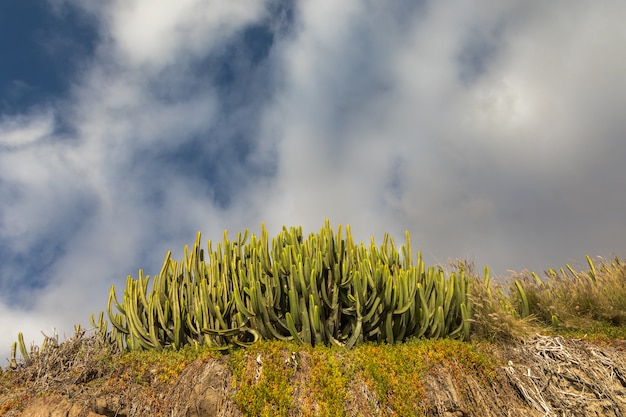 Cacto verde e céu azul com nuvens brancas. Porto Rico Gran Canaria, Ilhas Canarias, Espanha