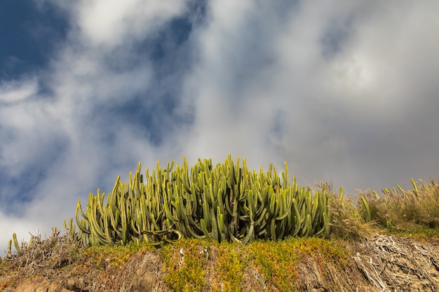 Cacto verde e céu azul com nuvens brancas. porto rico gran canaria, ilhas canarias, espanha