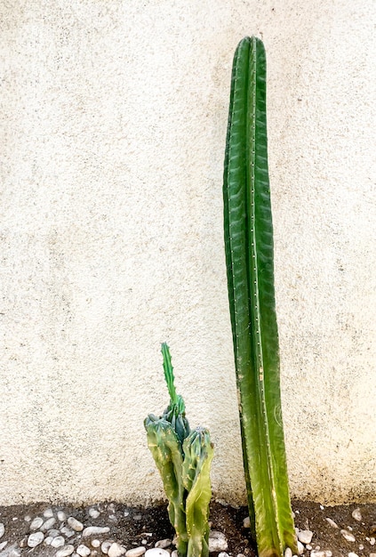 Cacto verde fresco alto em um fundo de uma parede branca