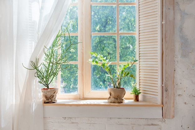Cacto verde, suculentas no peitoril da janela com luz suave