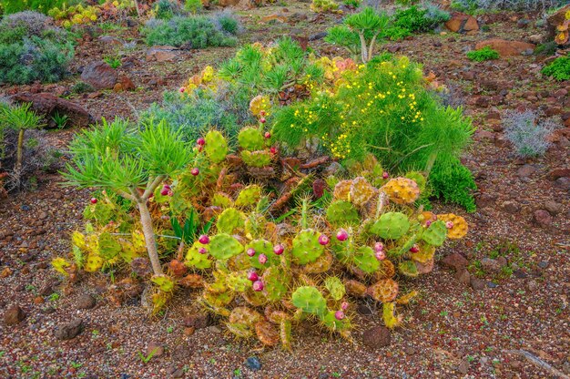 Cactos brilhantes nas Ilhas Canárias de Tenerife