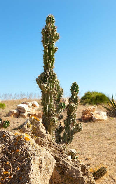 Cactos contra o céu azul