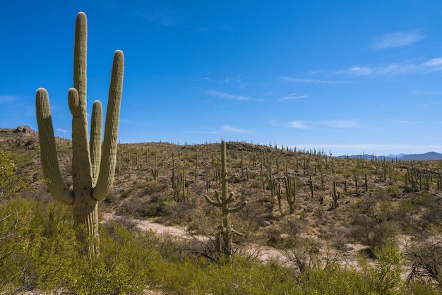 Cactos crescendo no campo contra o céu