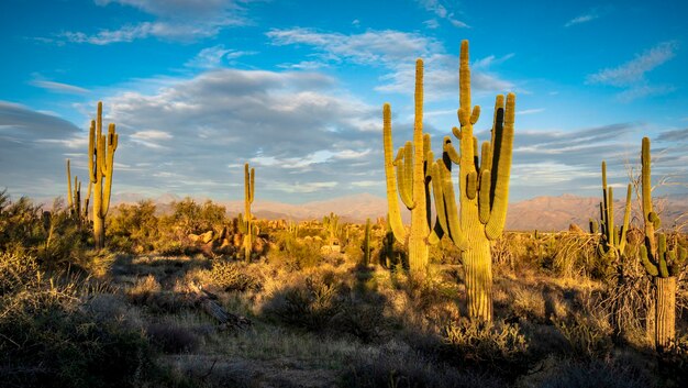 Foto cactos de saguaro com sombras ao pôr-do-sol