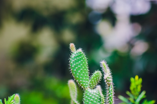 Cactos decorativos