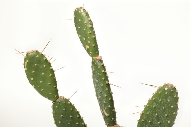 Foto cactos e suculentas de minimalismo natural em fundo branco