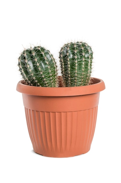 cactos em vaso isolados