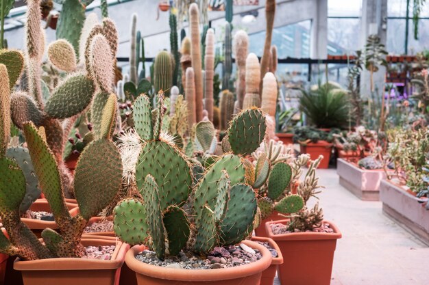 Cactos em vasos crescem em estufa fechada.