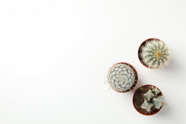 Cactos em vasos na superfície branca. Planta de casa