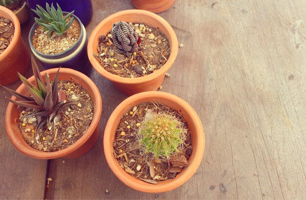 Cactos em vasos no chão de madeira