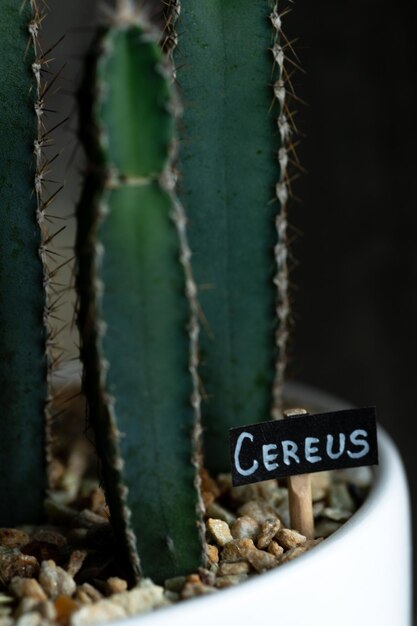 Cactos em vasos