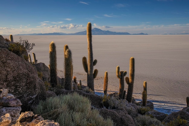 Cactos enormes em uma ilha Isla Incahuasi no deserto de sal Solar de Uyuni, Bolívia.