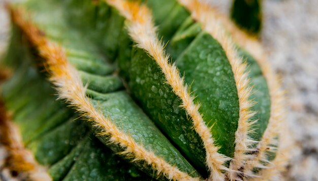 Cactos espinhosos bonitos da coleção na estufa