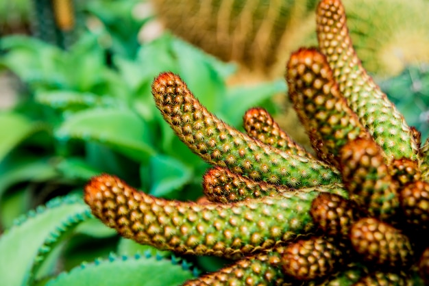 Cactos espinhosos bonitos da coleção na estufa