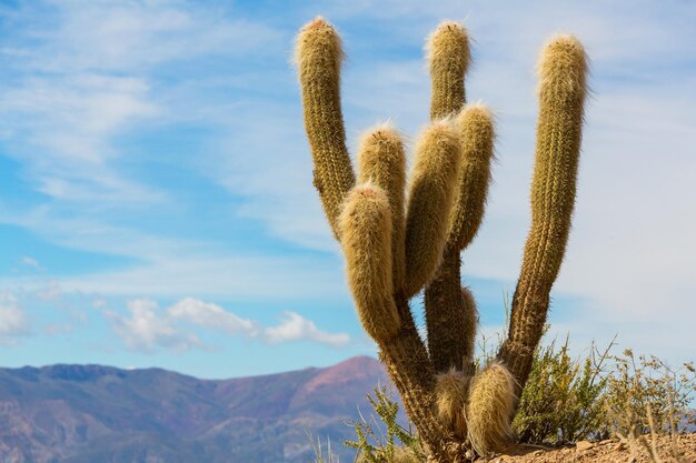 Cactos na Bolívia